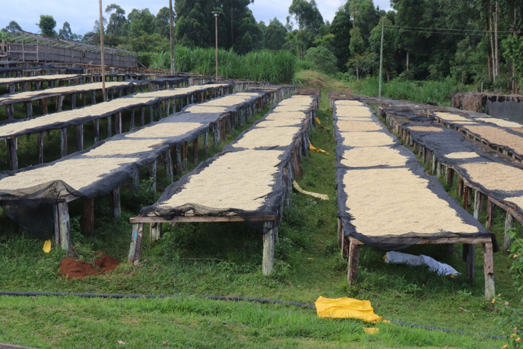 Filter roast ~ Kainamui AB drying beds